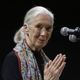 Image for article titled Jane Goodall On Slain Gorilla: He Was 'Putting an Arm Around the Child,' But Also 'Whatever'